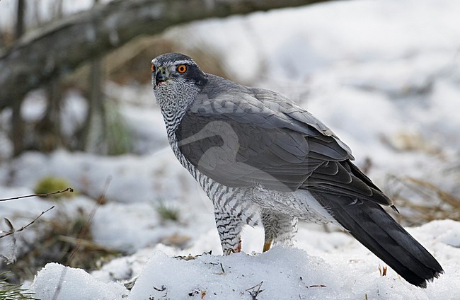 Havik in winters landschap; Northern Goshawk in winter setting stock-image by Agami/Markus Varesvuo,