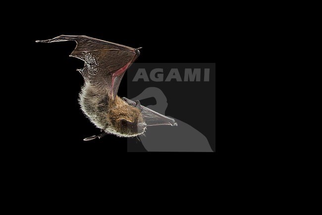Savi's pipistrelle, Hypsugo savii stock-image by Agami/Theo Douma,