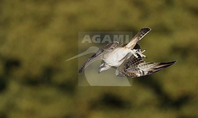 Osprey, Pandion haliaetus, adult fishing at Lake Mälaren, Sweden. Diving for a fish in a Swedish lake. Flying against a green natural background.. stock-image by Agami/Helge Sorensen,