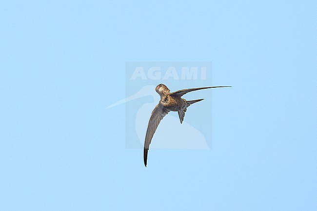 Cape Verde Swift (Apus alexandri) stretching its head, flying against a blue sky as a background, Cape Verde stock-image by Agami/Tomas Grim,