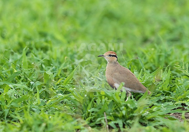 Temmincks Renvogel staat in het veld; Temmincks Courser standing in the field; stock-image by Agami/Walter Soestbergen,