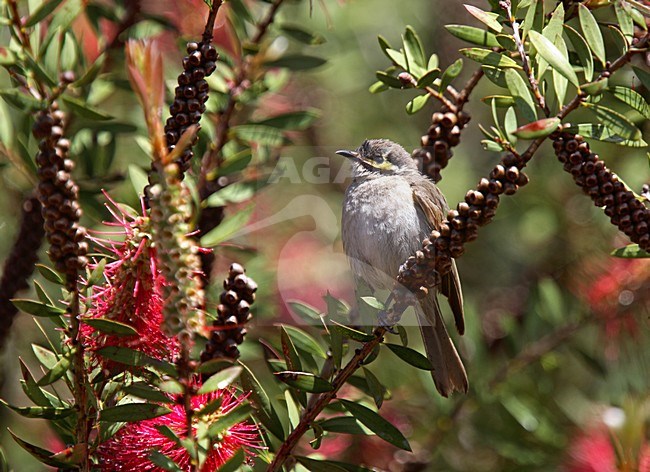 Geelmaskerhoningeter; Yellow-faced Honeyeater stock-image by Agami/Andy & Gill Swash ,