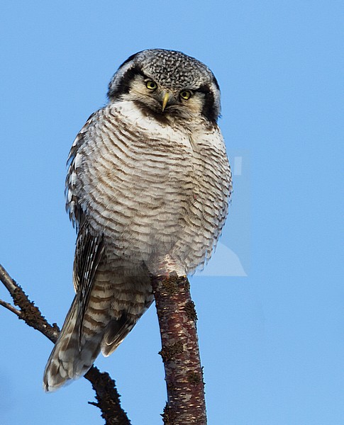 Northern Hawk Owl - Sperbereule - Surnia ulula ulula, Norway, adult stock-image by Agami/Ralph Martin,