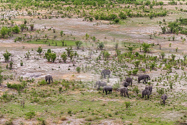 An aerial view of a herd of African elephants, Loxodonta africana, grazing. Okavango Delta, Botswana. stock-image by Agami/Sergio Pitamitz,