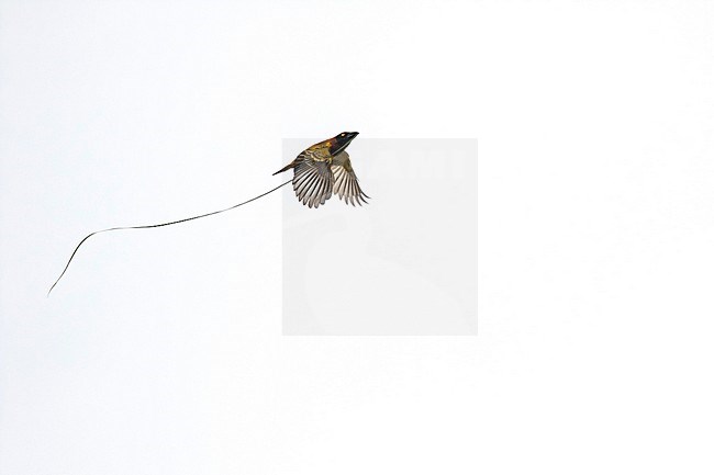 Giant Weaver (Ploceus grandis) , an endemic weaver to São Tomé Island. It can climb trees and branches, rather like a treecreeper or sittella. Carrying nest material. stock-image by Agami/Pete Morris,