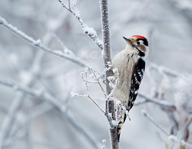 Mannetje Kleine Bonte Specht op berijpte tak; Male Lesser Spotted Woodpecker on branch with frost stock-image by Agami/Markus Varesvuo,
