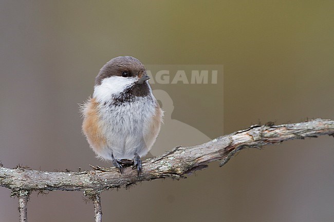 Siberian Tit - Lapplandmeise - Poecile cinctus lapponicus, Finland stock-image by Agami/Ralph Martin,