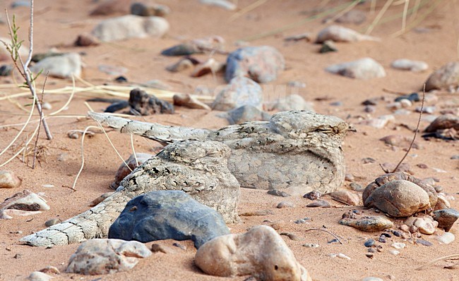 Egyptische Nachtzwaluw; Egyptian Nightjar stock-image by Agami/Markus Varesvuo,
