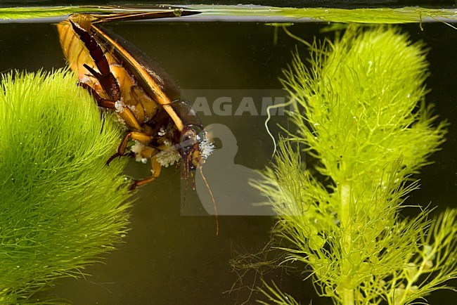 Tuimelaar tussen waterplant, Cybister lateralimarginalis in aquatic plant stock-image by Agami/Theo Douma,