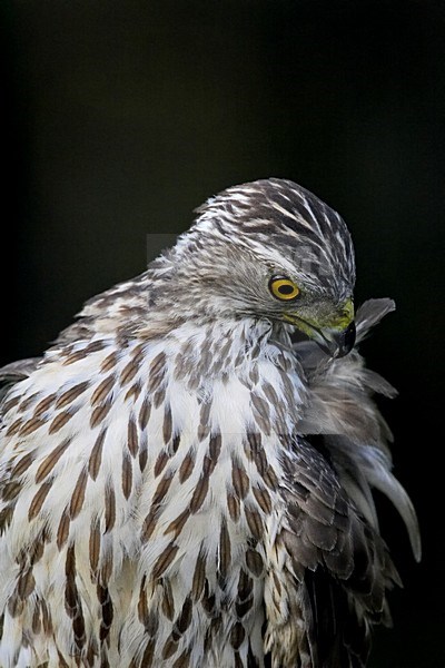 Havik poetsend; Northern Goshawk washing stock-image by Agami/Markus Varesvuo,