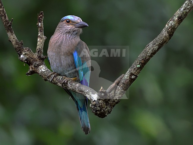Indochinese roller (Coracias affinis) or Burmese roller stock-image by Agami/Alex Vargas,