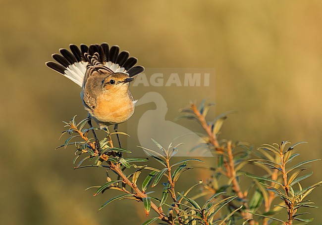 First winter Isabelline Wheatear, Oenanthe isabelline) in Berkheide, a coastal national reserve south of Katwijk, Netherlands. A rare vagrant to the Netherlands and the first record for Katwijk. stock-image by Agami/Marc Guyt,