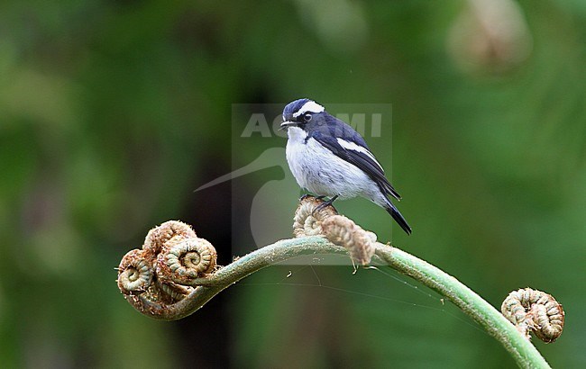 Little Pied Flycatcher (Ficedula westermanni) sitting on a branch in understory of Asian rain forest. stock-image by Agami/James Eaton,
