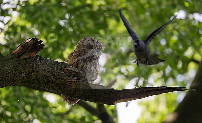 Perched adult Tawny Owl (Strix aluco) being attacked by a Jackdaw (Corvus monedula) at Lyngby, Denmark stock-image by Agami/Helge Sorensen,