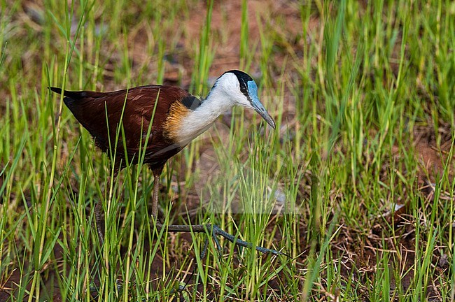 An African jacana, Actophilornis africanus, hunting in the grass. Chobe National Park, Botswana. stock-image by Agami/Sergio Pitamitz,