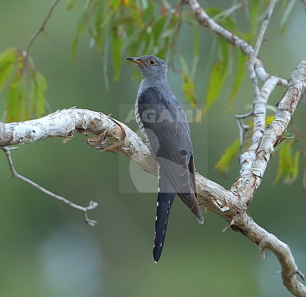 Wintering Oriental Cuckoo (Cuculus optatus) at Cairns Botanical Garden in Queensland, Australia. stock-image by Agami/Aurélien Audevard,