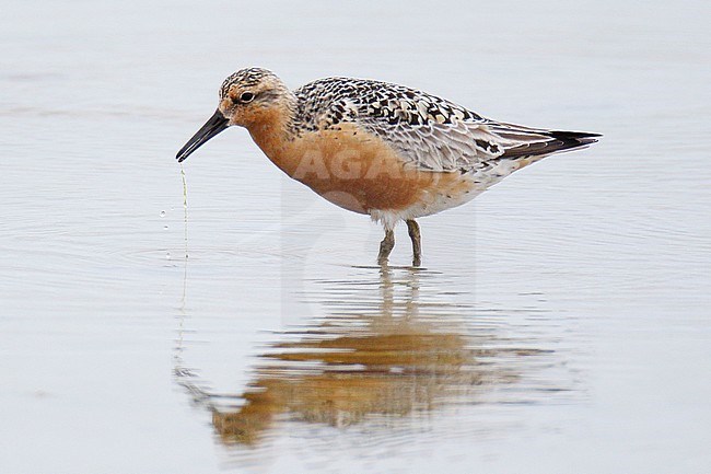 Summer plumaged Red Knot (Calidris canutus), Pool of Virkie, Shetland, during summer. Possibly of the subspecies islandica. stock-image by Agami/Steve Gantlett,