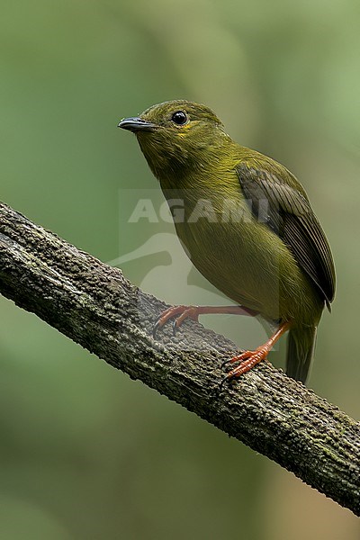 Golden-collared Manakin (Manacus vitellinus) perched on a branch in Panama. stock-image by Agami/Glenn Bartley,