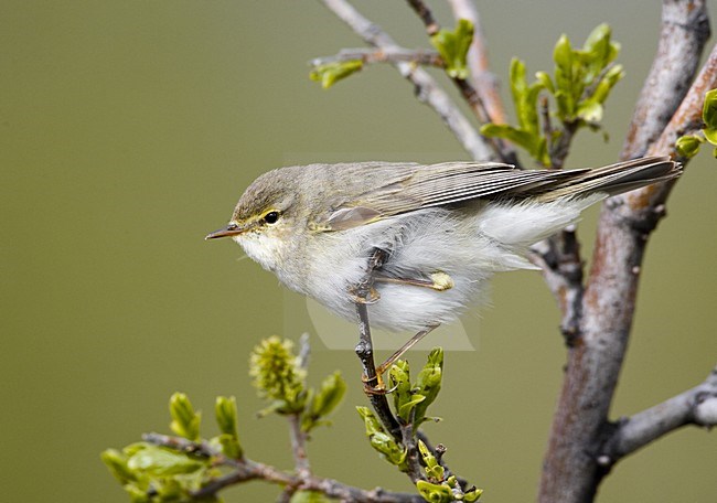 Willow Warbler perched; Fitis zittend stock-image by Agami/Jari Peltomäki,