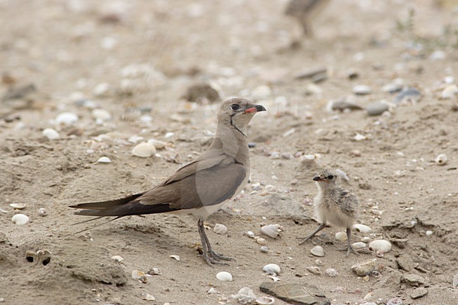 Vorkstaartplevier met jongen; Collared Pratincole with chicks stock-image by Agami/Karel Mauer,