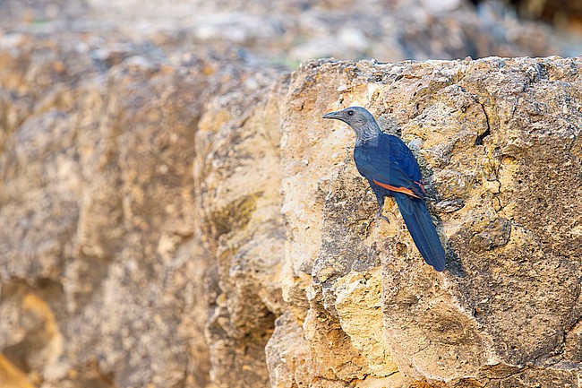 adult female red-winged starling (Onychognathus morio) perching on a rock, found in Bishangari in Ethiopia stock-image by Agami/Mathias Putze,