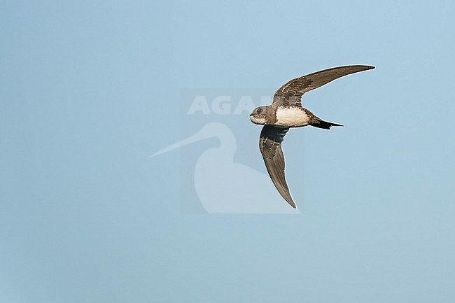 Alpine Swift (Tachymarptis melba) flying agains blue sky in Switzerland. stock-image by Agami/Marcel Burkhardt,