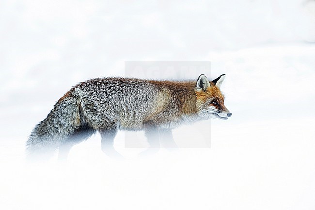 Red Fox (Vulpes vulpes) in the snow during cold winter in Alps of northern Italy. Walking around looking for something to eat. stock-image by Agami/Alain Ghignone,