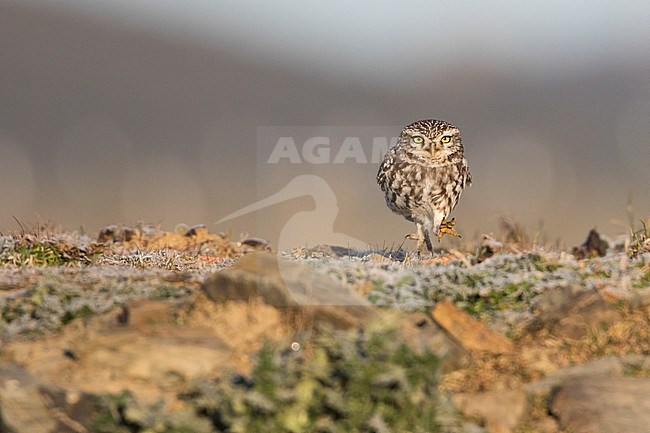 Little Owl - Steinkauz - Athene noctua vidalii, Spain, adult stock-image by Agami/Ralph Martin,