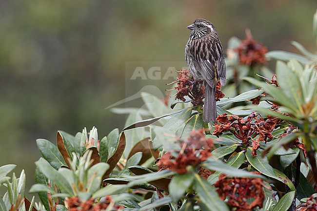 Female Chinese white-browed rosefinch (Carpodacus dubius) on Tibetan plateau, Qinghai, China. stock-image by Agami/James Eaton,
