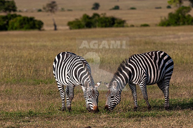 Two common or plains zebras, Equus quagga, grazing. Masai Mara National Reserve, Kenya. stock-image by Agami/Sergio Pitamitz,