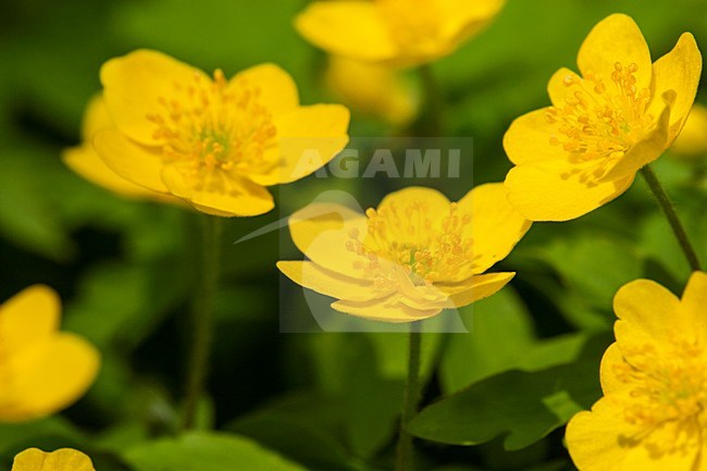 Gele anemoon, Yellow Anemone stock-image by Agami/Wil Leurs,