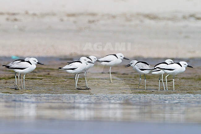 Crab Plover - Reiherläufer - Dromas ardeola, Oman, adult and 1st cy stock-image by Agami/Ralph Martin,