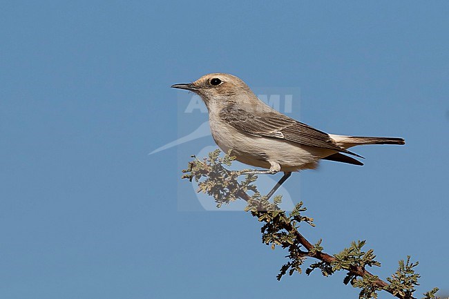 An adult female Maghreb Wheatear (Oenanthe halophila) is seen sitting on top off a branch in the dry desert of Morocco. stock-image by Agami/Jacob Garvelink,