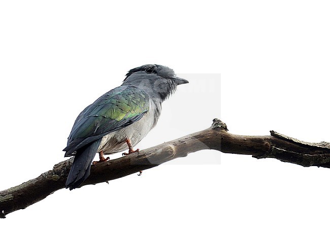 Cuckoo Roller (Madagascar) (Leptosomus discolor discolor) perched in a tree stock-image by Agami/Laurens Steijn,