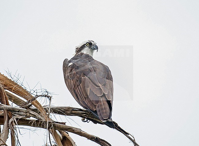 American Osprey, Pandion carolinensis, in Mexico. stock-image by Agami/Pete Morris,