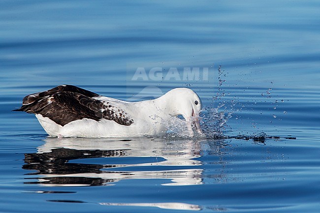 Swimming adult Northern Royal Albatross (Diomedea sanfordi) eating fish at sea off Kaikoura, South Island, New Zealand. stock-image by Agami/Marc Guyt,