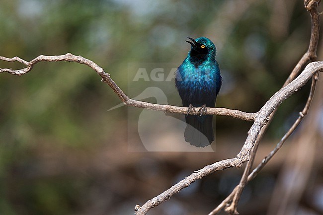 Portrait of a Cape glossy starling, Lamprotornis nitens, on a tree branch. Chobe National Park, Botswana. stock-image by Agami/Sergio Pitamitz,