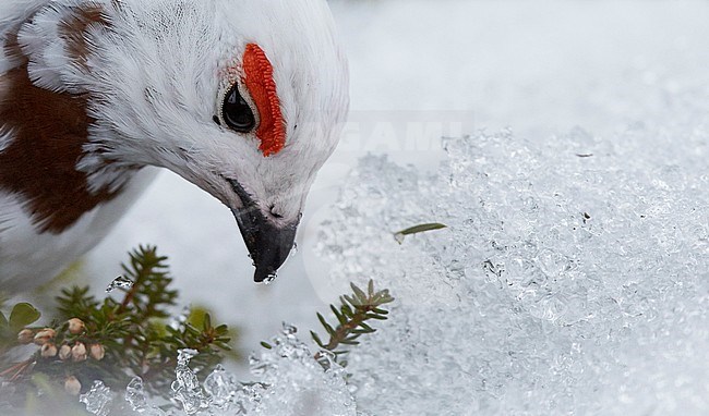 Moerassneeuwhoen in de sneeuw, Willow Ptarmigan in snow stock-image by Agami/Markus Varesvuo,