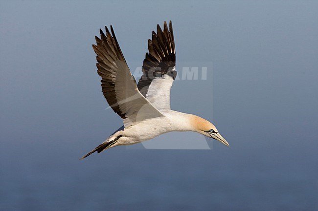 Kaapse Jan-van-gent in vlucht; Cape Gannet in flight stock-image by Agami/Marc Guyt,
