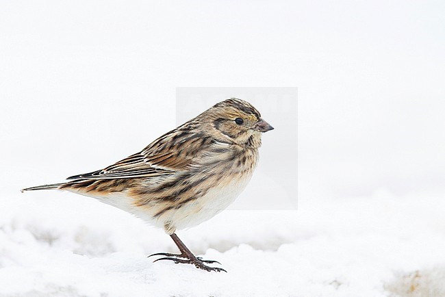 Lapland Longspur (Calcarius lapponicus) standing in late autumn on snow covered beach in Finland. stock-image by Agami/Dick Forsman,