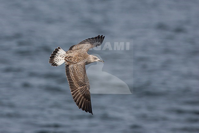 Onvolwassen Kleine Mantelmeeuw vliegend; Lesser Black-backed Gull juvenile flying stock-image by Agami/Menno van Duijn,