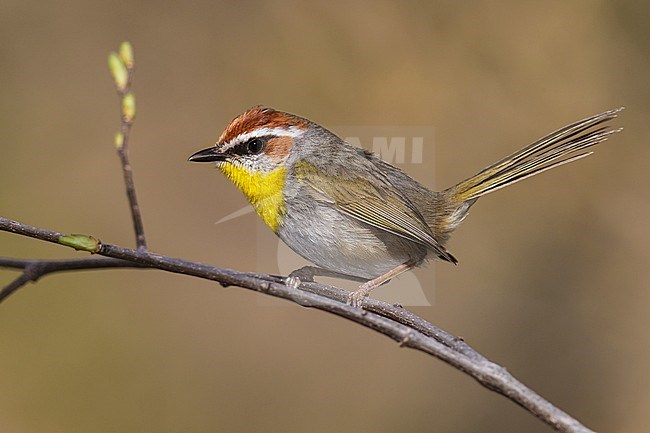 Adult
Pima Co., AZ
April 2013 stock-image by Agami/Brian E Small,