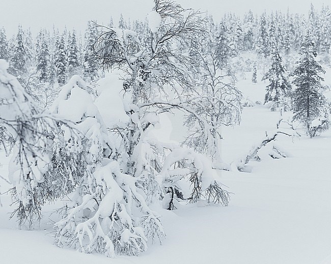 Moerassneeuwhoen in de sneeuw, Willow Ptarmigan in snow stock-image by Agami/Markus Varesvuo,
