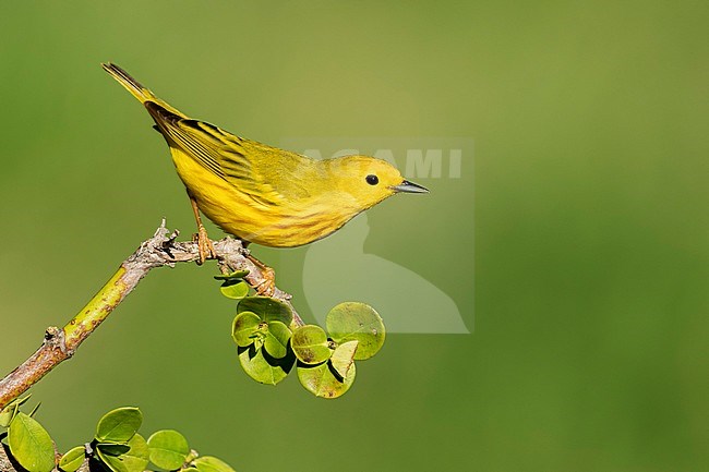 Adult male Yellow Warbler (Setophaga aestiva) during spring migration at Galveston County, Texas, USA. stock-image by Agami/Brian E Small,