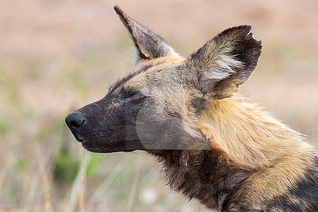 Wild Dog (Lycaon pictus), close-up of an adult, Mpumalanga, South Africa stock-image by Agami/Saverio Gatto,