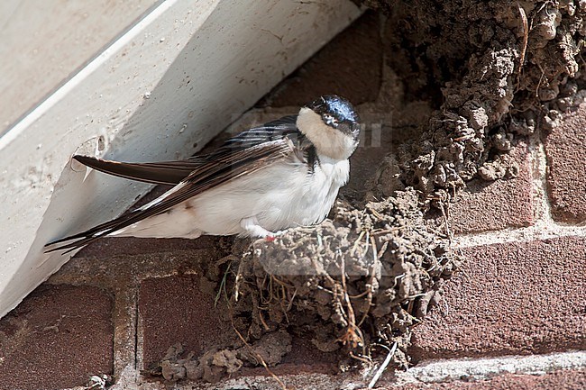 Nest of a Common House Martin, Delichon urbicum, in the Netherlands. stock-image by Agami/Marc Guyt,