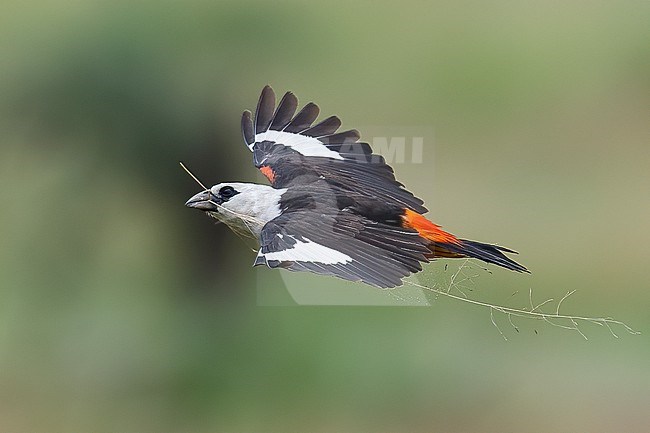 White-headed Buffalo Weaver (Dinemellia dinemelli) carryin nesting material; side view of an adult. Tanzania stock-image by Agami/Markku Rantala,