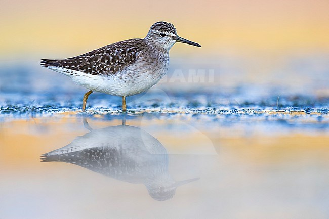 Wood Sandpiper (Tringa glareola) in Italy. stock-image by Agami/Daniele Occhiato,