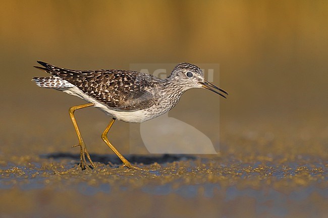 Calling Wood Sandpiper (Tringa glareola) during migration in Italy. Standing in shallow water. stock-image by Agami/Daniele Occhiato,