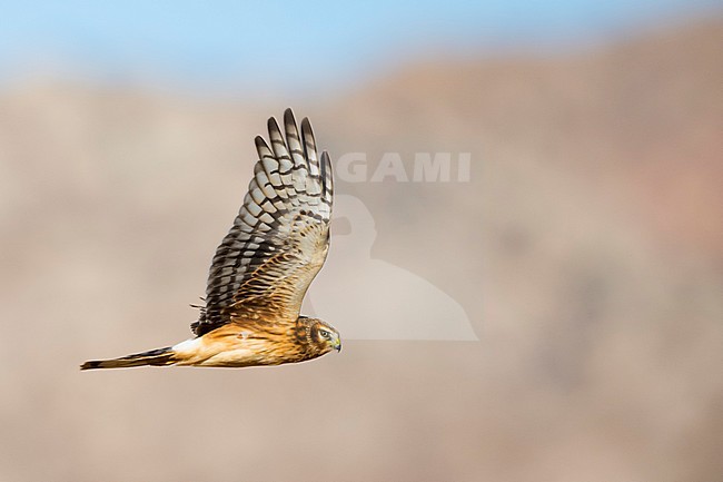 Immature Northern Harrier (Circus hudsonius) in flight during autumn in California, USA. stock-image by Agami/Brian E Small,